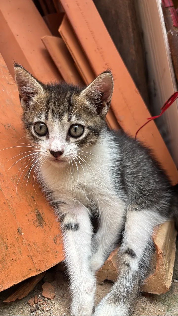 Doação de gato - Foto 2