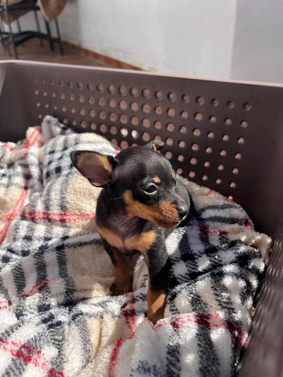 Filhotes de Pinscher á venda  - Foto 3