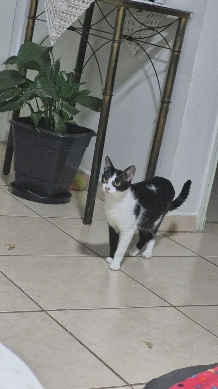 Doa-se casal de gatos!