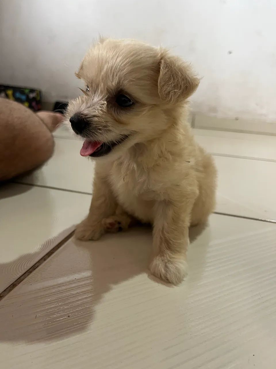  Poodle macho  - Foto 2