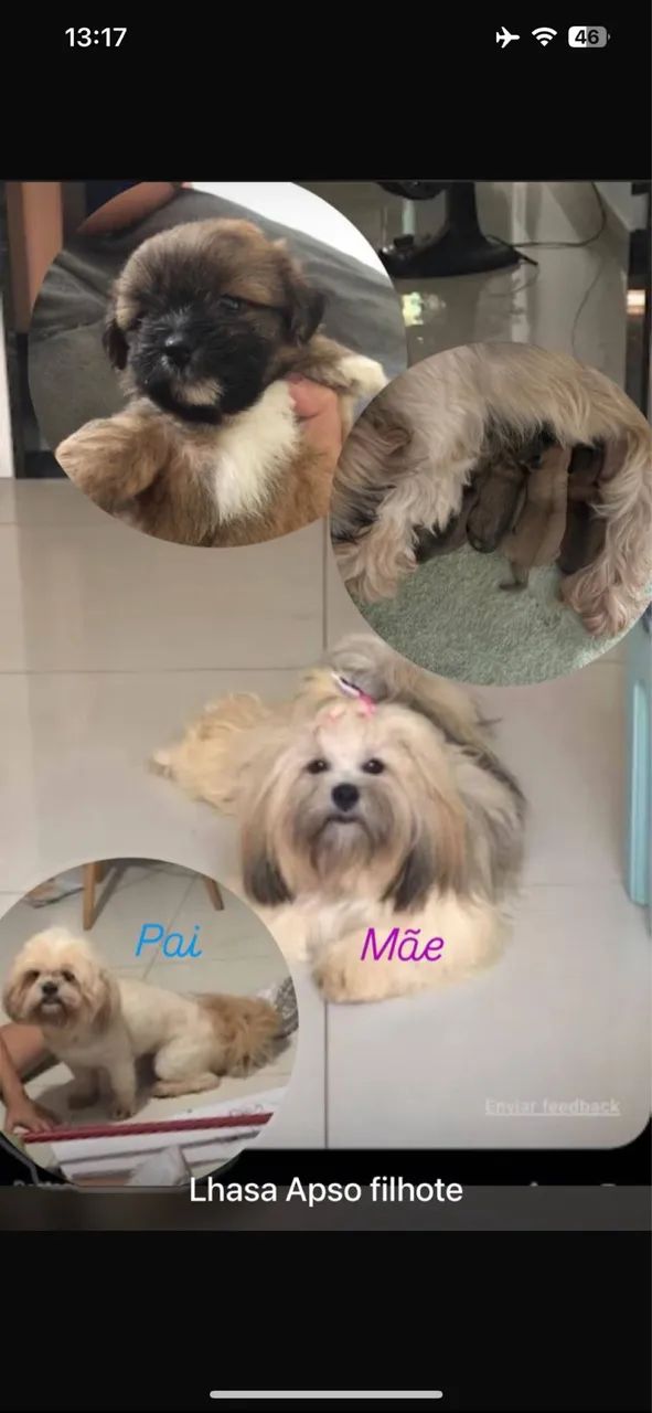 Filhote lhasa Apso