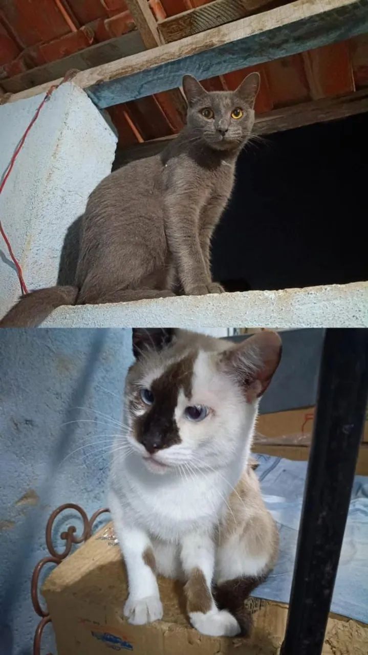 Adoção responsável 