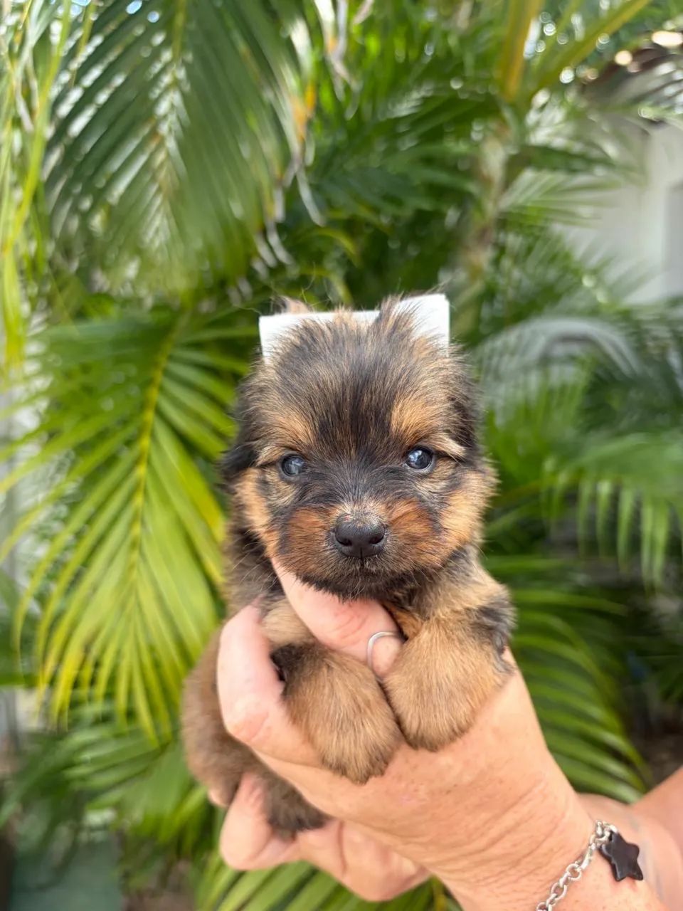 Yorkshire terrier macho - Foto 2
