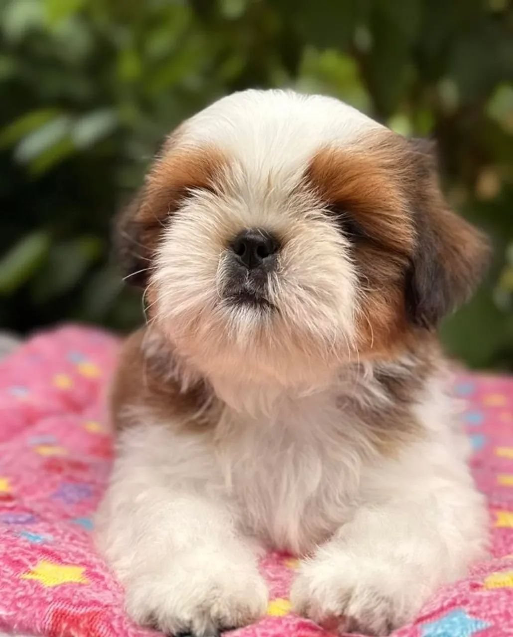 Uma Bolinha de Amor Chamada Shih Tzu