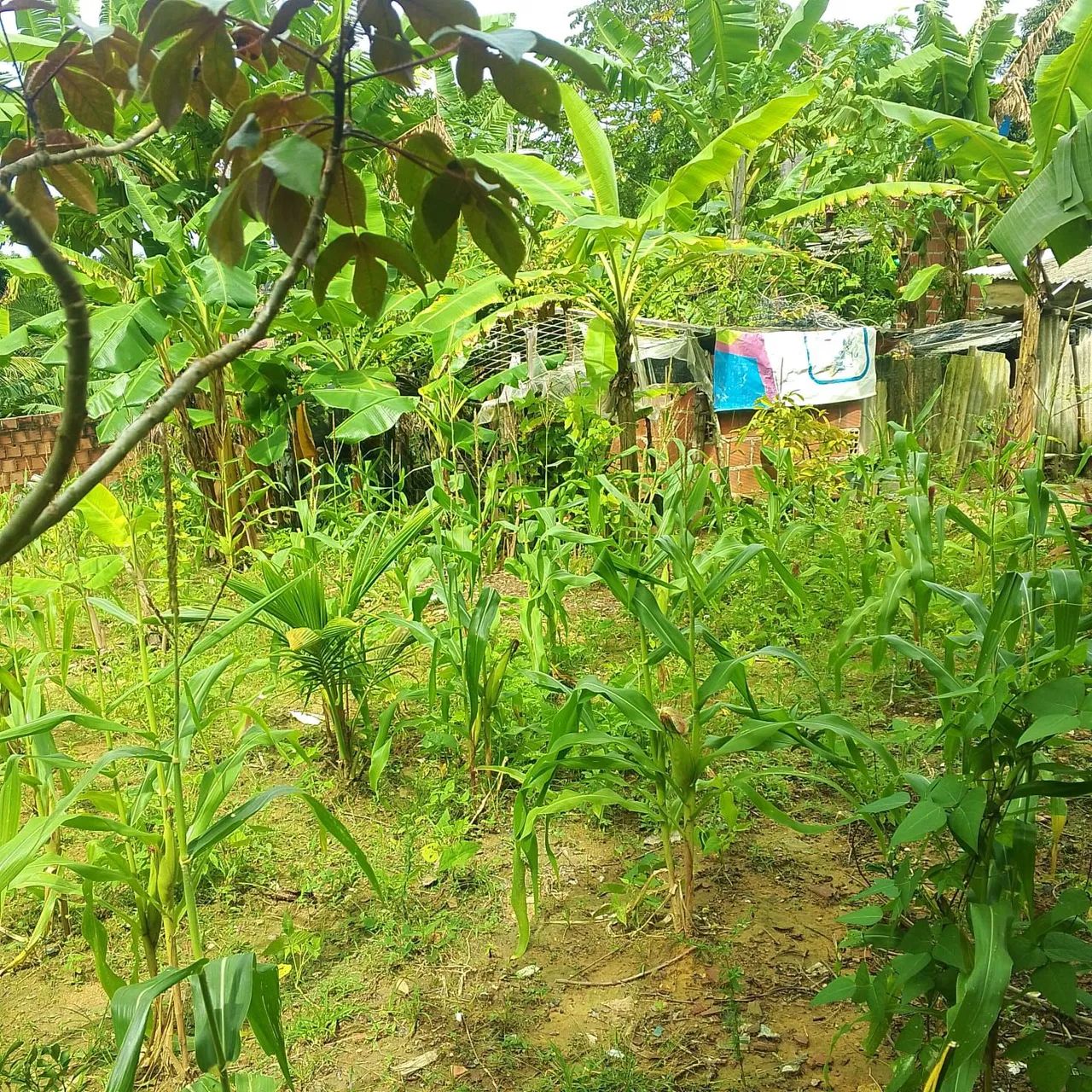 Só venda  - Foto 2