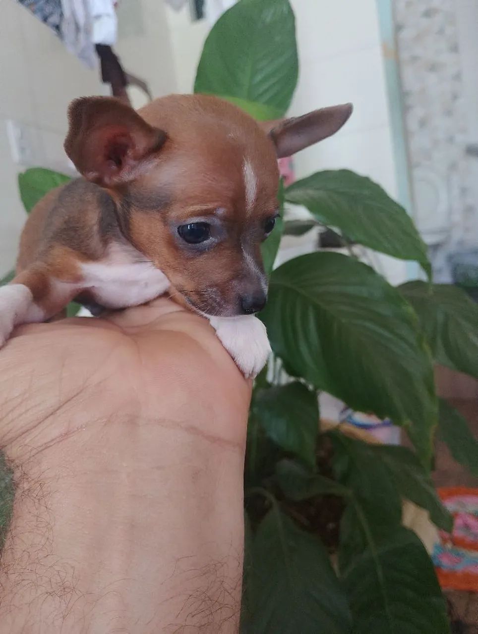 Pincher 
