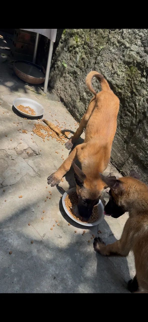 Filhotes de pastor malinois  - Foto 3