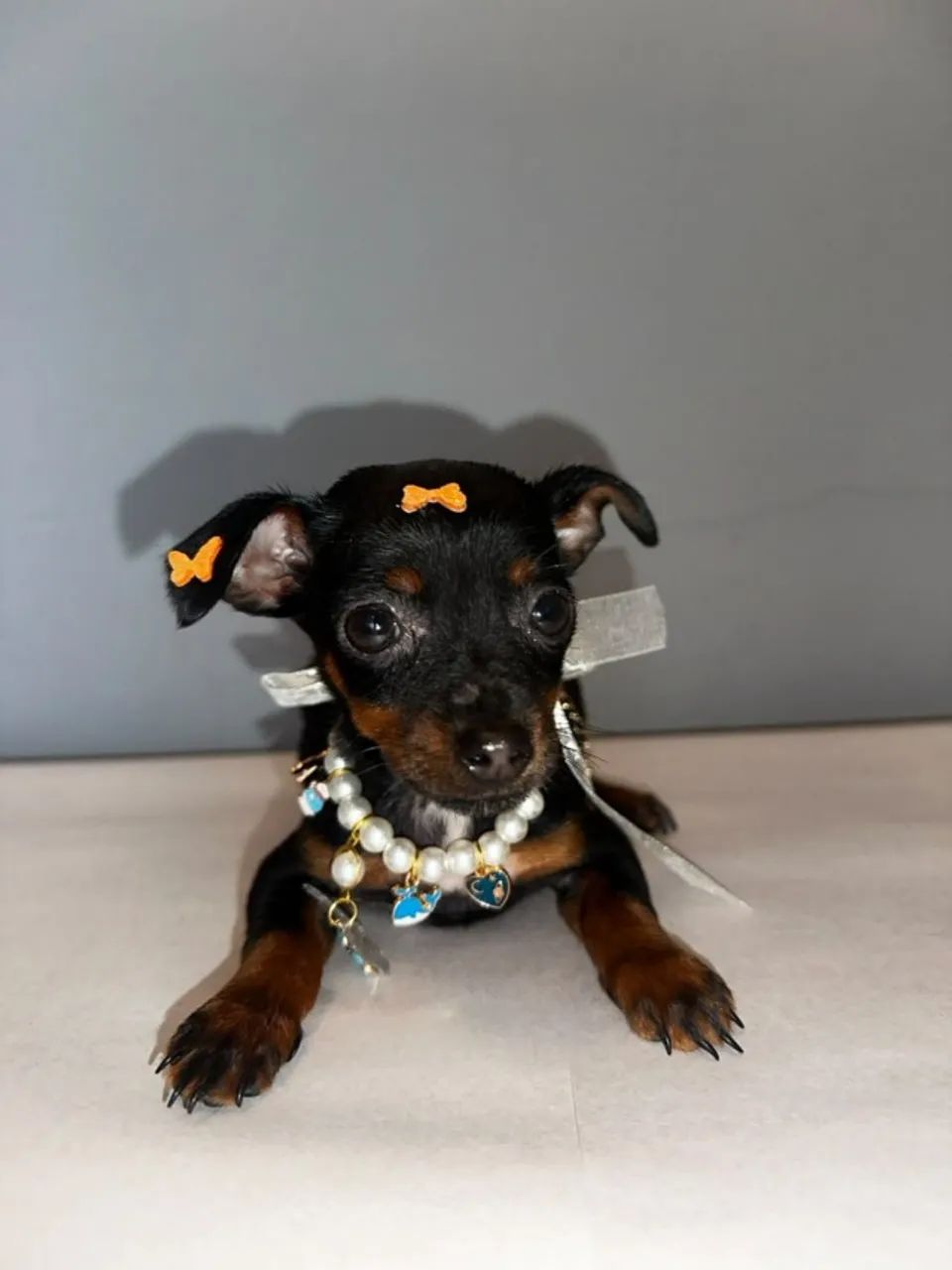 Pinscher