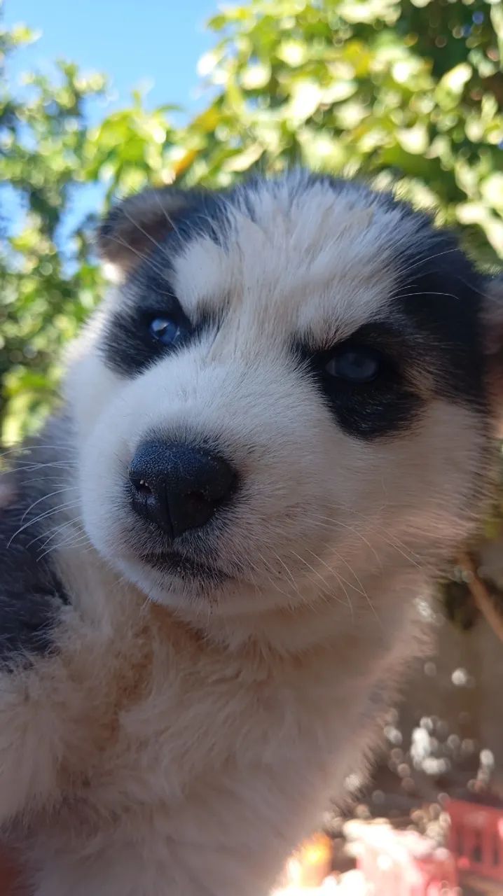 Rask siberiano VENDA