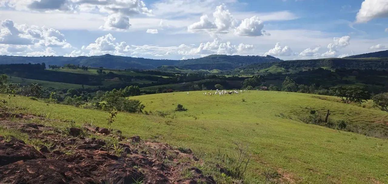 Sítio para boi (pecuária ) - Foto 4