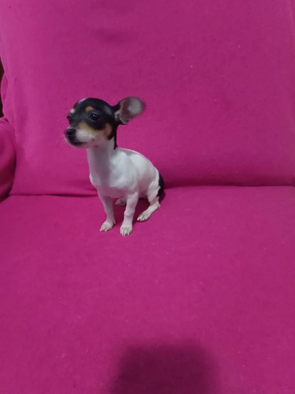 Pinscher zero fêmea com 90 dias 2 vasina pai e mãe zero 