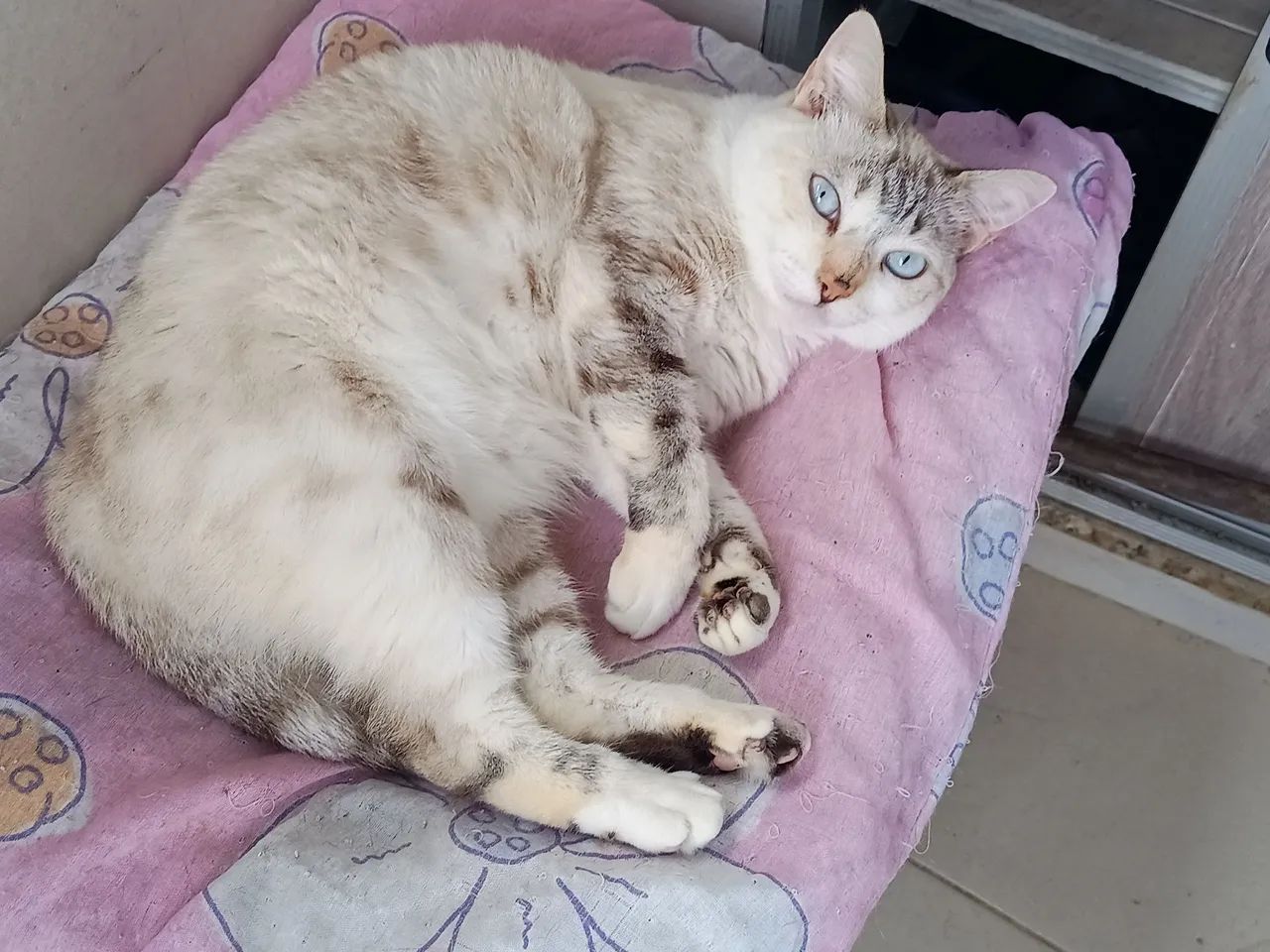 Adoção de animais  - Foto 4