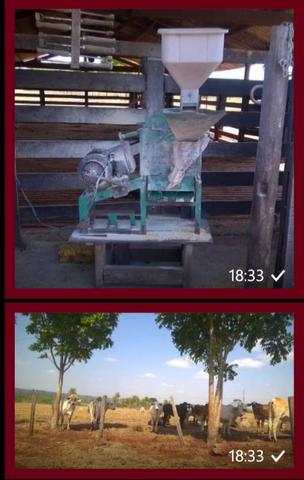 Vendo fazenda em Luzinopolis-To, 90 alqueires com 70 formado - Foto 4