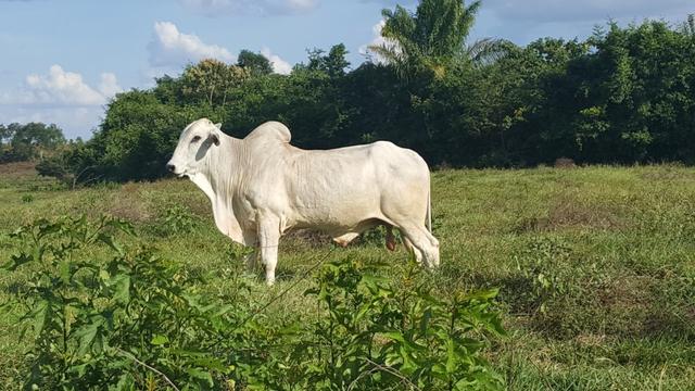 Fazenda de 4250 hectares no Cantá, na Serra da lua, ler descrição do anuncio - Foto 6