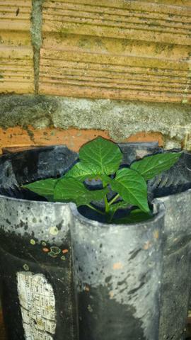 Pimenteira olho de peixe - Foto 4