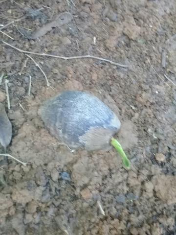 Vende - se mudas de coqueiros anão - Foto 2