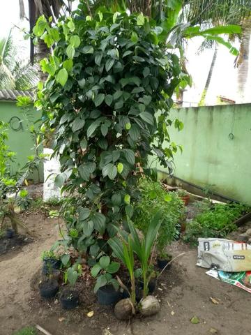 Mudas de Plantas e Hortaliças
