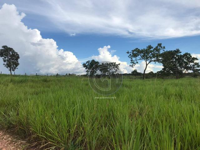 Sítio 11,8 ha na região distrito da guia