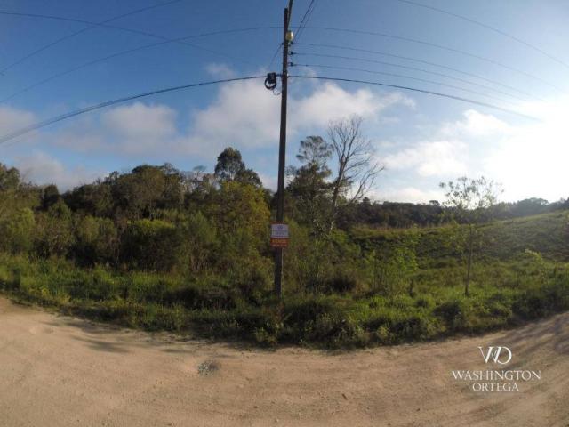 Área à venda, 5000 m² por r$ 800.000 - borda do campo - são josé dos pinhais/pr - Foto 2
