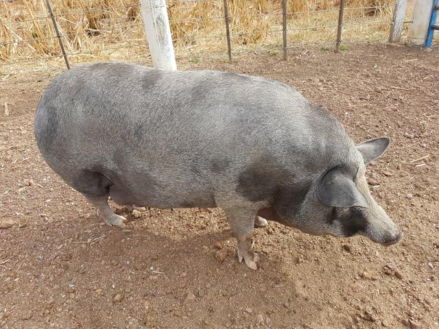 Porco - Foto 2