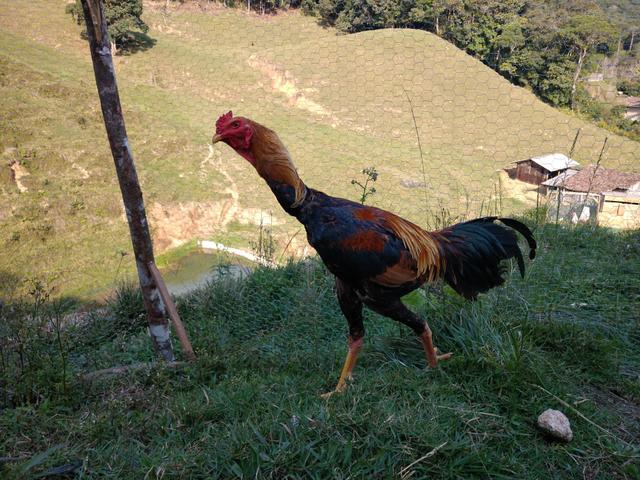 Galo e 3 Galinhas Índio gigante - Foto 4
