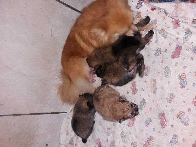 Filhote de Lulu da pomerania - Foto 2