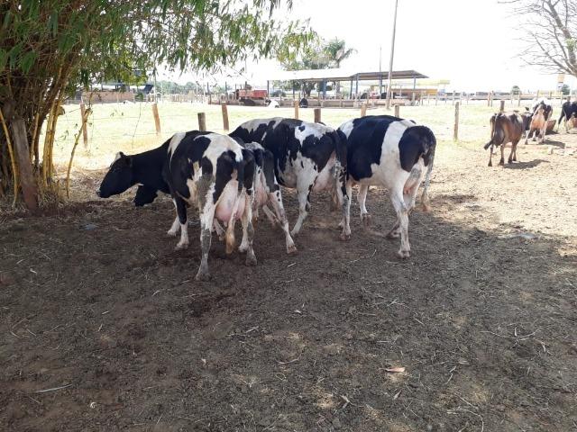 Vacas girolanda (Plano de venda)