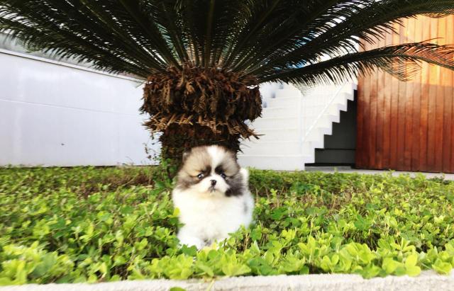 Spitz Alemão anão ^^ - Foto 2
