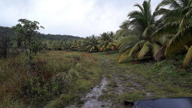 Fazenda em Conde, 45 tarefas - Foto 14