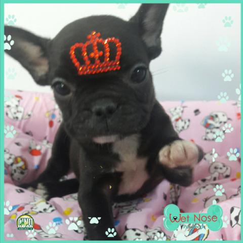 Bulldog Frances Femea em Super Promoção esta semana na Wet Nose