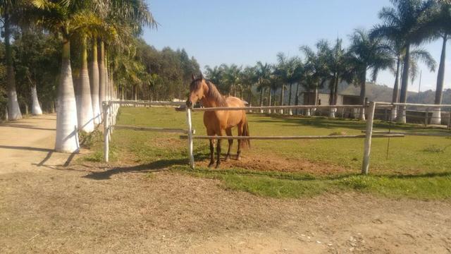 Fazenda Guararema- Salesópolis - Foto 9