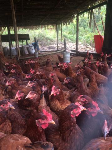 Fazenda no Vale do Jequiriçá - Foto 4