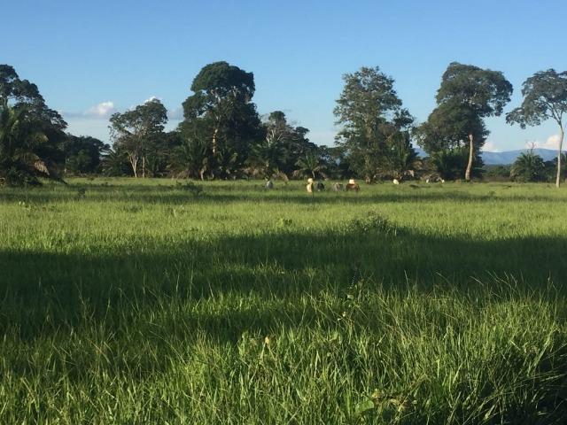 Fazenda 10593 hectares, sendo 7370 formado, terra de cultura - Foto 6