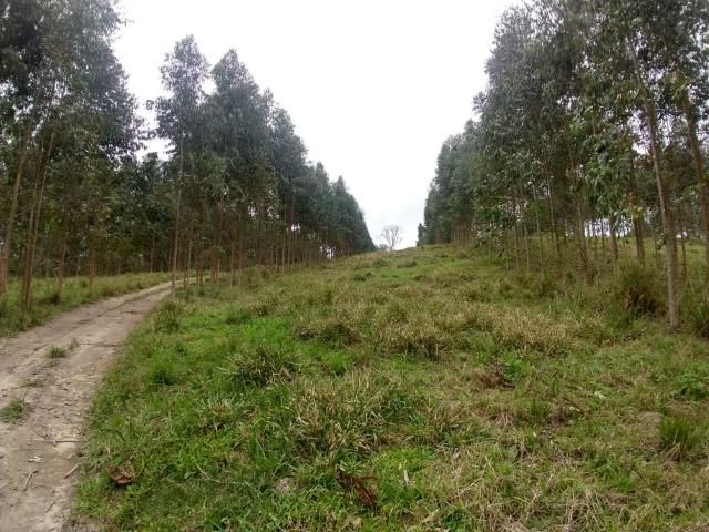 Fazenda em Campo Largo Bairro São Silvestre - Foto 7