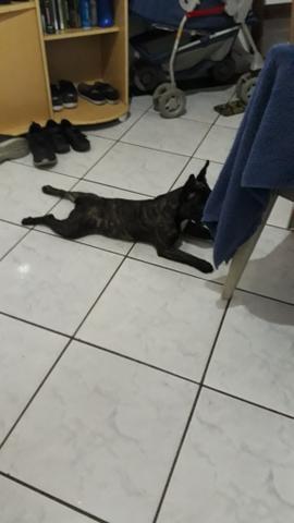 Buldogue francês *urgente - Foto 2
