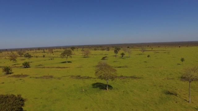 Fazenda 10593 hectares, sendo 7370 formado, terra de cultura - Foto 3