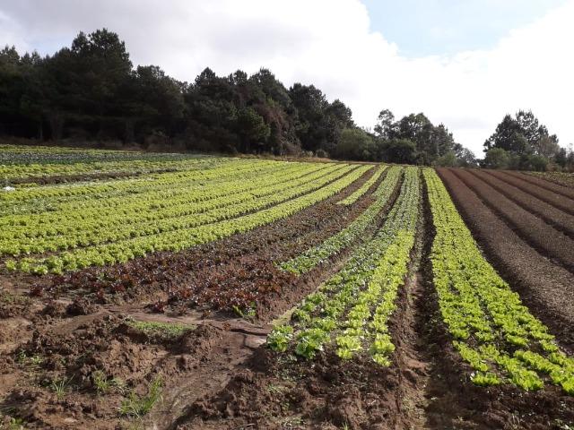 Chácara com 39.631m2 em Campina Grande do Sul - Aceito Imóvel Com Volta - Foto 6