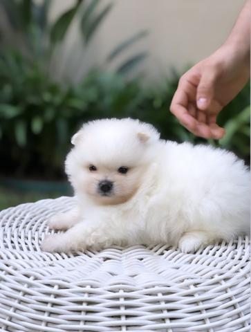 Vende-se macho Lulu da Pomerânia branco - Foto 4