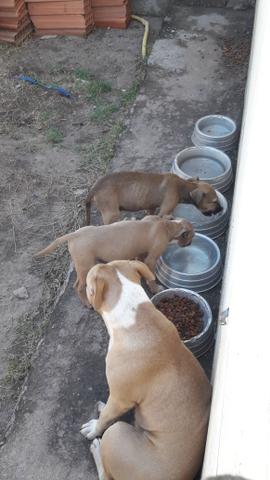 Vendo filhotes de pitbull, divido até 2x no cartão