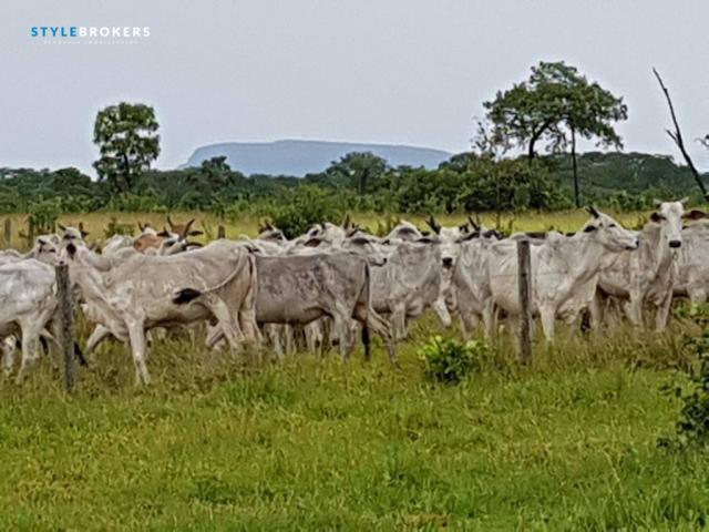 Fazenda em Porto Esperidião - Foto 17