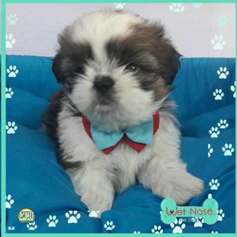Shih Tzu Lindos Machos Disponiveis Nesta Semana na Wet Nose