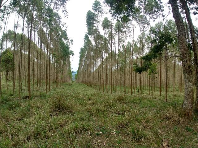 Fazenda em Campo Largo Bairro São Silvestre - Foto 15