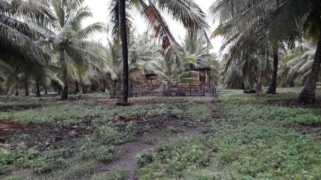 Fazenda em Conde, 45 tarefas - Foto 20