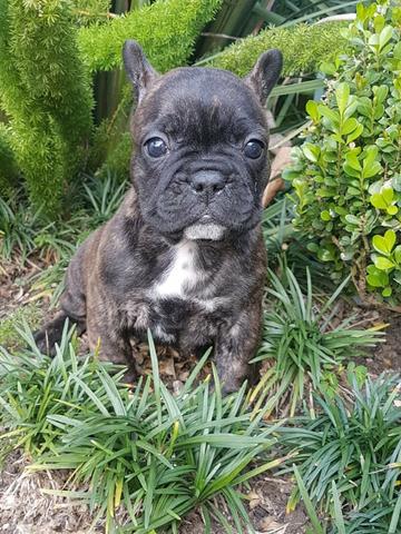 BullDog Francês 10X Sem Juros - Foto 2