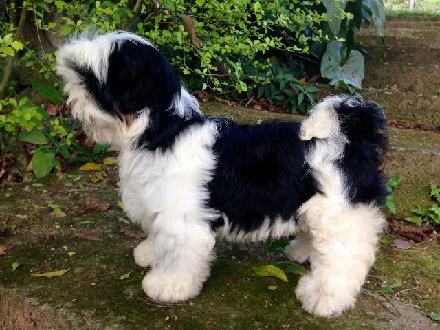 Shih Tzu - Foto 3