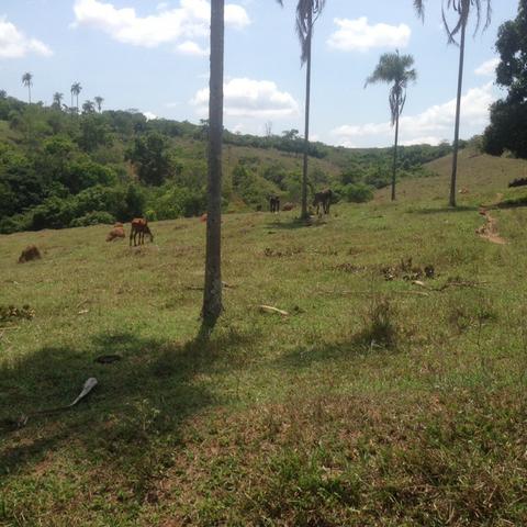 Fazenda caruru Valor R$ 1,400,000 - Foto 12