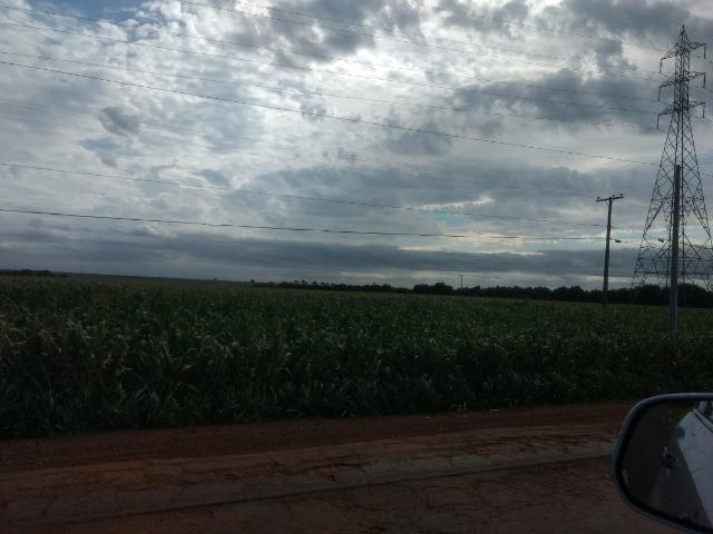 Alugo Fazenda p Arrendamento no Ms 1000 há - Foto 11