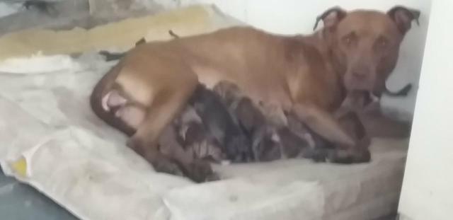 Vendo filhote pitbull - Foto 2