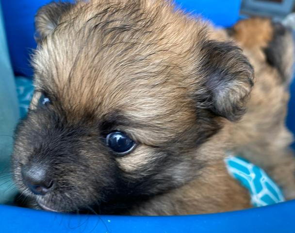 Lulu da Pomerânia - SPITZ ALEMÃO ANÃO (macho) - Foto 2