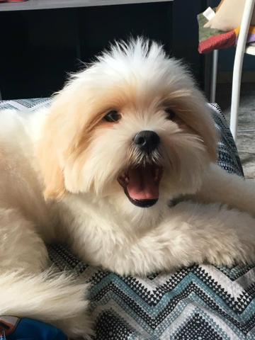 Vende-se Lhasa Apso - Foto 2